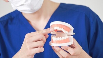 口の模型を使用して歯ブラシ指導をする歯科医師のイメージ写真