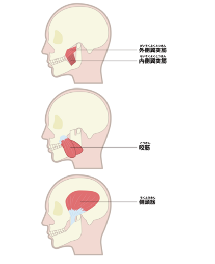 頭部の模型図